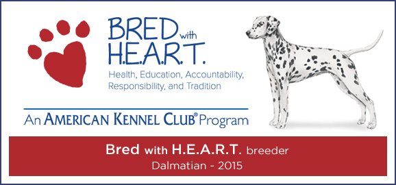 Bred with Heart Dalmatian