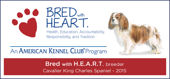 Bred with Heart Cavalier